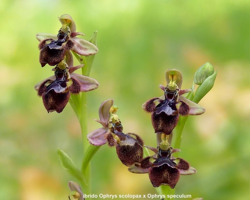 Andalusia: le orchidee e Grandi Pietre  marzo-aprile 2023.